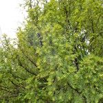 Taxus brevifolia Habitat