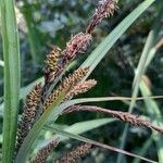 Carex darwinii Fruto