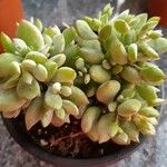 Cotyledon pendens Hoja