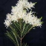 Melaleuca linariifolia अन्य