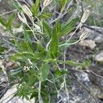 Trixis californica Hoja