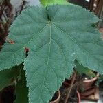 Callianthe picta Folha