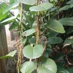 Cissus rotundifolia Blad