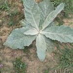 Salvia argentea Deilen