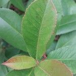 Photinia glabra Blad