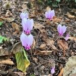 Cyclamen hederifolium 花