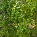 Maytenus boaria Hoja
