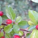 Cotoneaster divaricatus Ліст