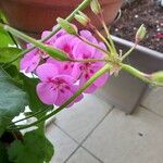 Pelargonium zonale果實