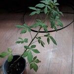 Cleome spinosa Habit