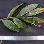Epidendrum pseudepidendrum Other