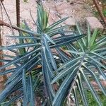 Euphorbia lathyris Deilen