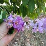 Lagerstroemia speciosa 花