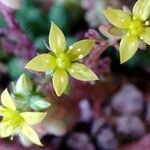 Sedum greggii Flor