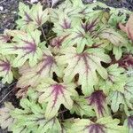 Heuchera sanguinea Лист