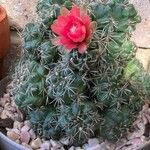 Gymnocalycium baldianum ഇല
