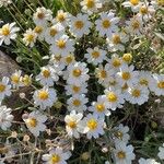 Melampodium leucanthum Кветка