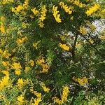 Genista stenopetala 花