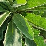 Verbascum sinaiticum Blatt