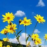 Helianthus tuberosusFlower