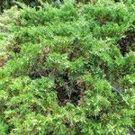 Juniperus sabina Pokrój