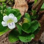 Asystasia gangetica Blomma