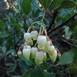 Arbutus unedoその他の提案