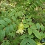 Rosa roxburghii Fruit