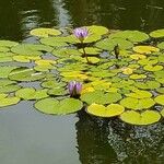 Nymphaea elegans Floare