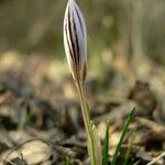 Crocus reticulatus 花