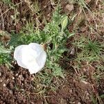 Oenothera tetraptera Habit
