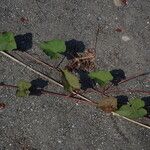 Merremia hederacea Habitus