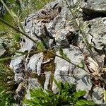 Aurinia petraea Hoja