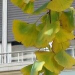 Ginkgo biloba List