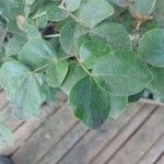 Guaiacum officinale Leaf
