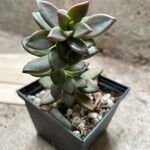 Graptopetalum paraguayense葉