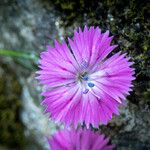 Dianthus tripunctatus