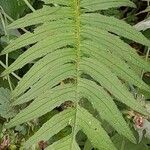 Cirsium erisithales Blad