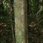 Chaetocarpus schomburgkianus Corteza