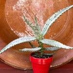 Aloe marlothii Yaprak