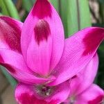 Curcuma alismatifolia Blüte