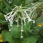 Nicotiana sylvestris 花