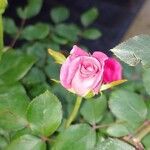 Rosa virginiana 花
