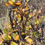 Betula glandulosa Leaf