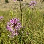 Cleome serrulata Flower