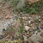 Buglossoides incrassata Celota