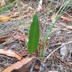 Cryptostylis erecta 葉