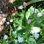 Epilobium montanumFlower