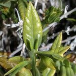 Trixis californica Hoja
