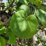 Cercis occidentalis Hostoa